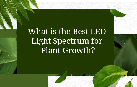 What is the Best LED Light Spectrum for Plant Growth?