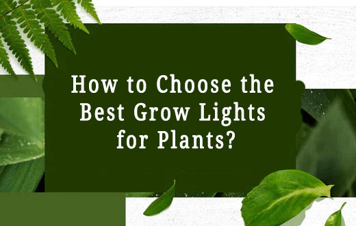 How to Choose a Grow Light