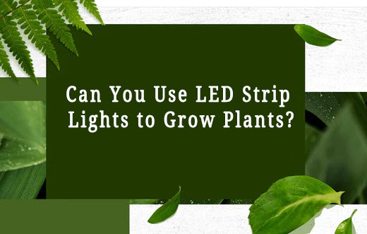 Can You Use LED Strip Lights to Grow Plants?