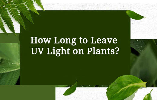 How Long to Leave UV Light on Plants?