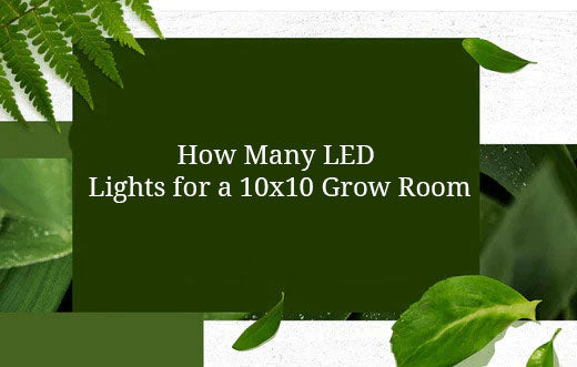 How Many LED Lights for a 10x10 Grow Room