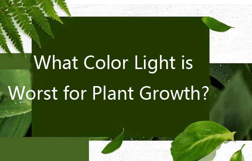 What Color Light is Worst for Plant Growth?