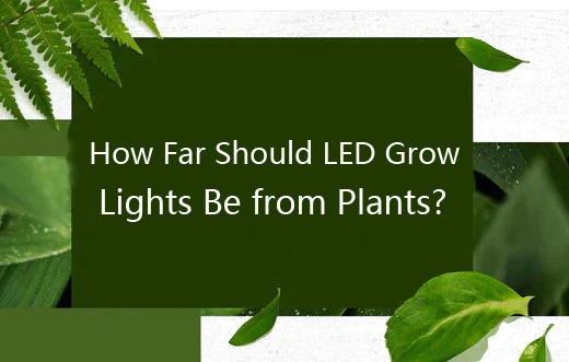 How Far Should LED Grow Lights Be from Plants?