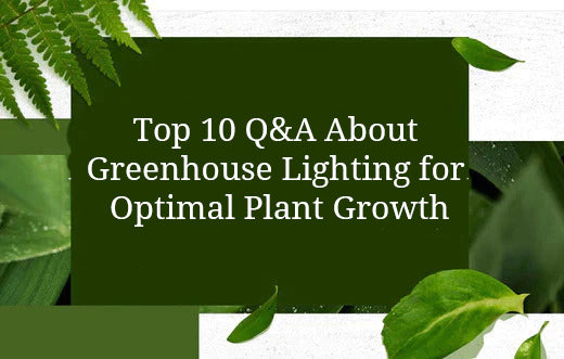 Top 10 Q&A About Greenhouse Lighting for Optimal Plant Growth