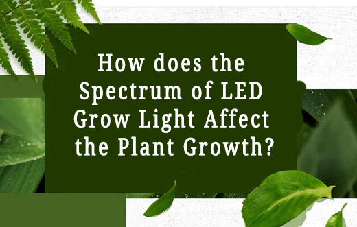 How does the Spectrum of LED Grow Light Affect the Plant Growth?