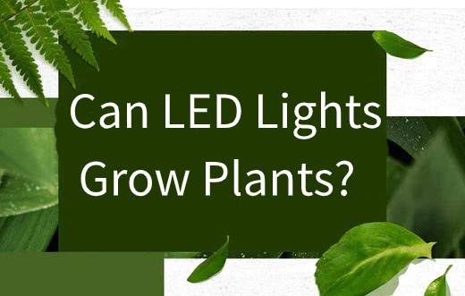 Can LED Lights Grow Plants?