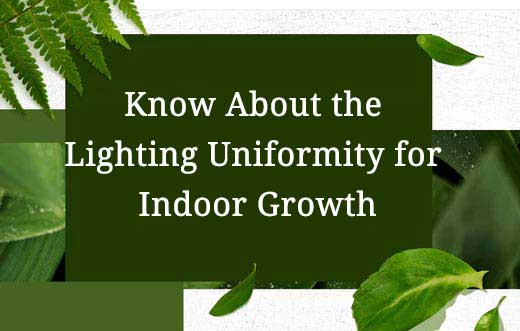 Know About the  Lighting Uniformity for Indoor Growth