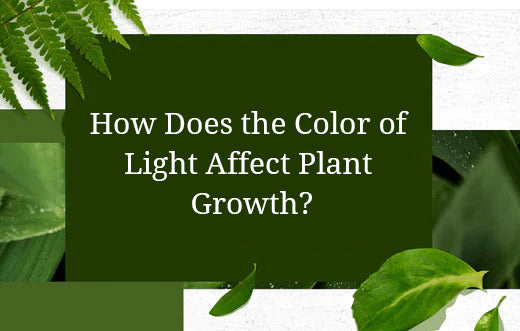 How Does the Color of Light Affect Plant Growth?