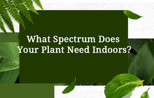 What Spectrum Does Your Plant Need Indoors?