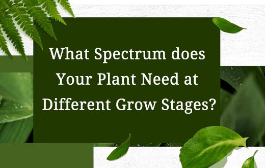 What Spectrum does Your Plant Need at different Grow Stages?