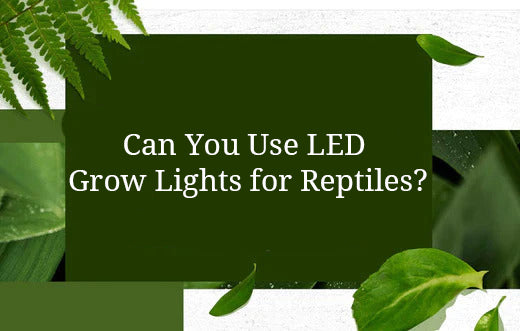 Can You Use LED Grow Lights for Reptiles?
