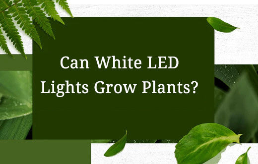 Can White LED Lights Grow Plants?