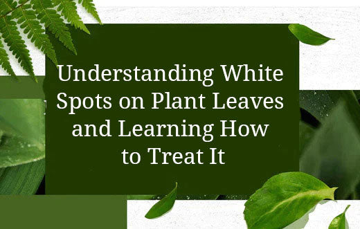 Understanding White Spots on Plant Leaves  and Learning How to Treat It