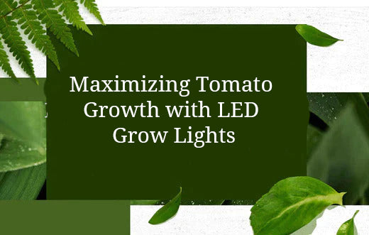 Maximizing Tomato Growth with LED Grow Lights