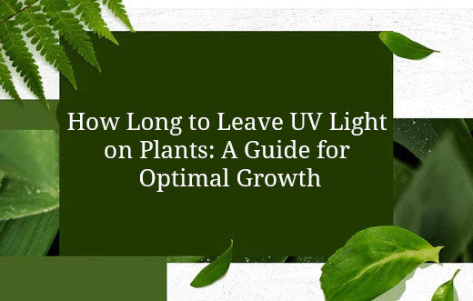 How Long to Leave UV Light on Plants: A Guide for Optimal Growth