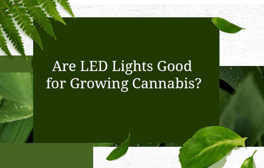 Are LED Lights Good for Growing Cannabis?