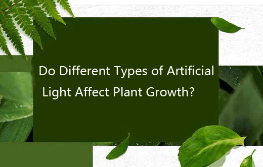 Do Different Types of Artificial Light Affect Plant Growth?